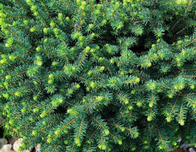 Molid balcanic ´Karel´