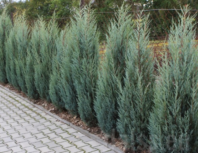 Ienupăr virginiana Blue Arrow