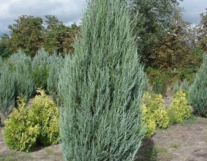 Ienupăr virginiana Blue Arrow