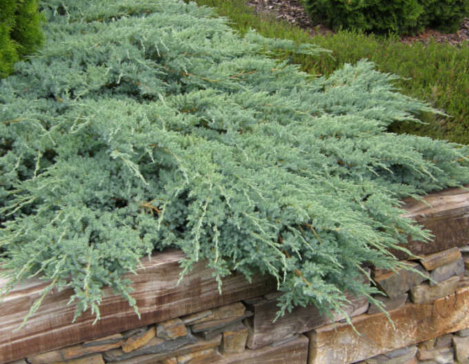 Lenupăr Blue Carpet