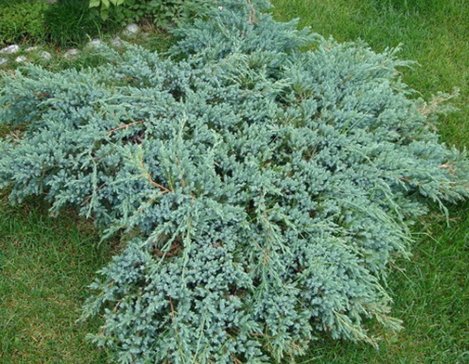 Lenupăr Blue Carpet