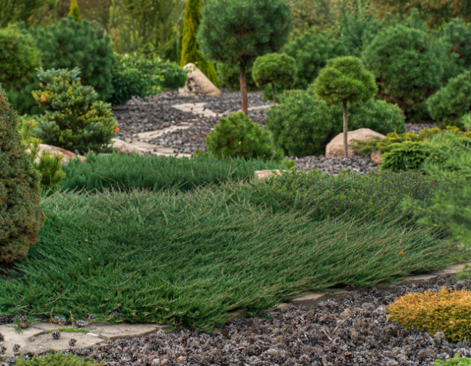 Lenupăr Green Carpet