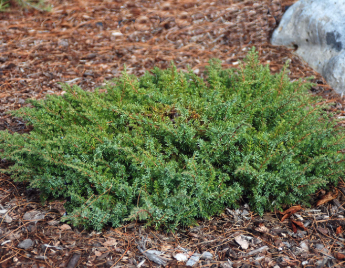 Lenupăr Green Carpet