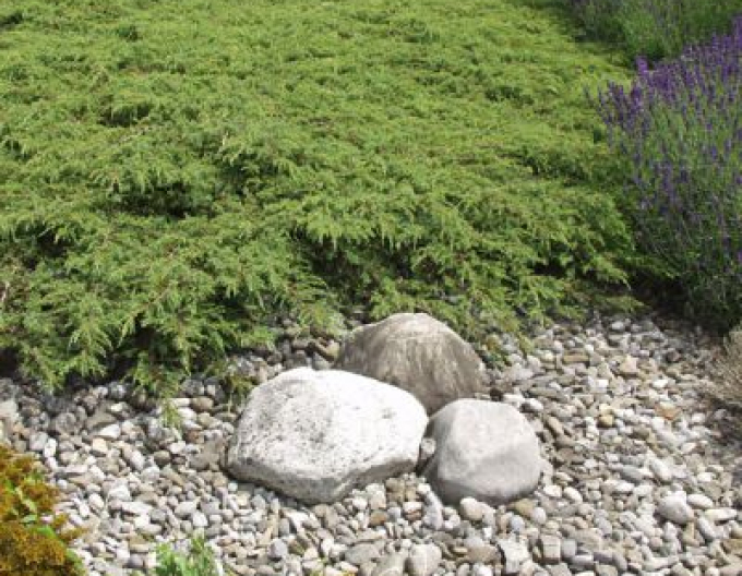 Lenupăr Green Carpet