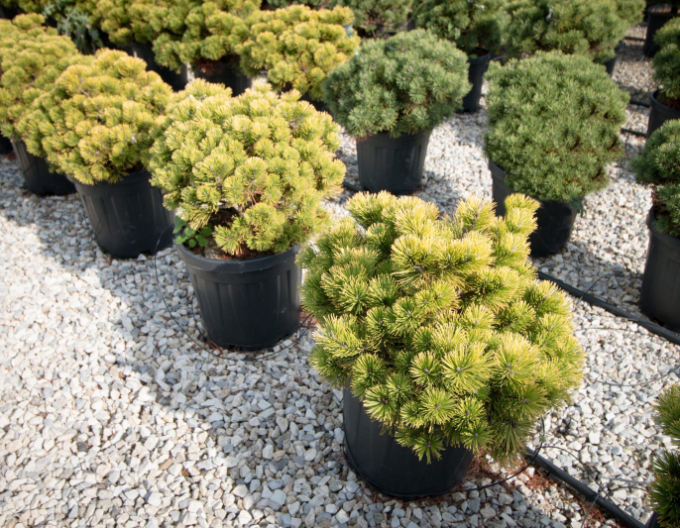 Pin de munte ´Wintergold´