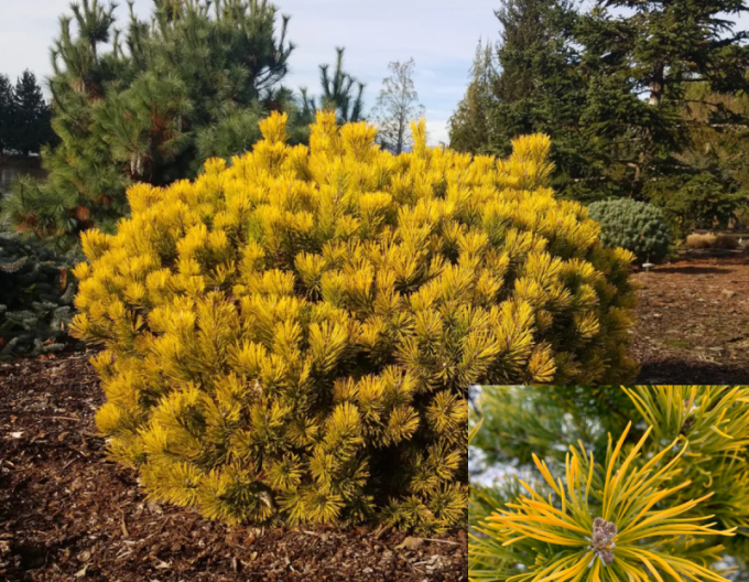 Pin de munte ´Wintergold´