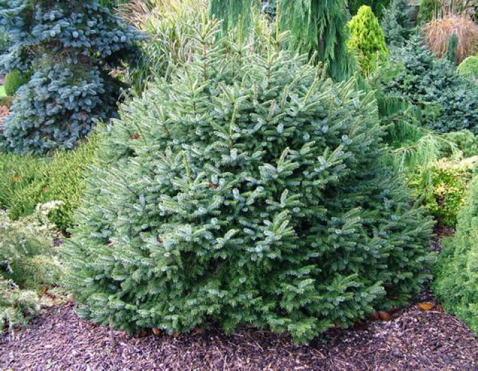 Molid balcanic ´Nana´