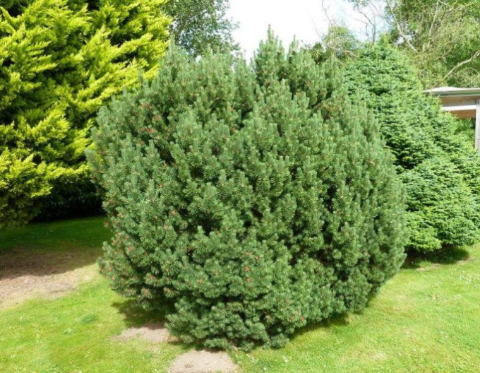 Molid balcanic ´Nana´