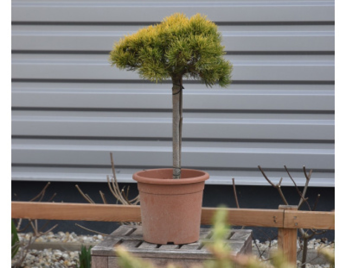 Pin Carsten´s Wintergold´ pe tulpină