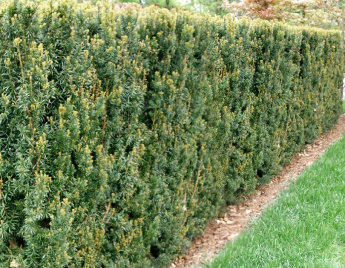 Tisă mijlocie ´Hillii´