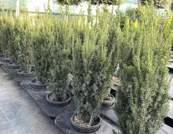 Tisă mijlocie ´Hillii´