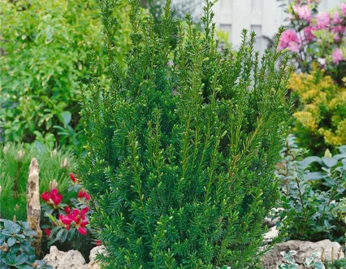 Tisă mijlocie ´Hillii´