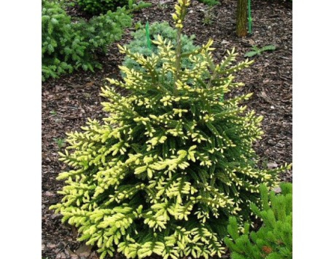 Molid de est ´Golden Start´