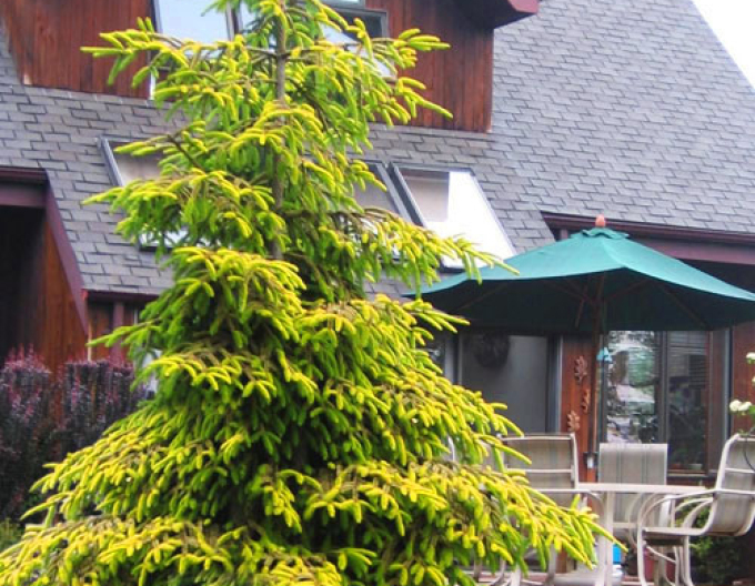 Molid de est ´Golden Start´