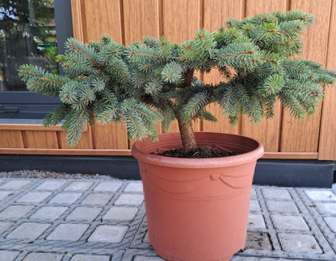 molid ´Nidiformis Kalouš´