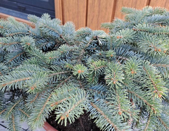 molid ´Nidiformis Kalouš´