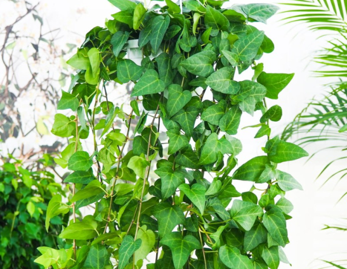 Iederă-tărătoare "Mein Hertz