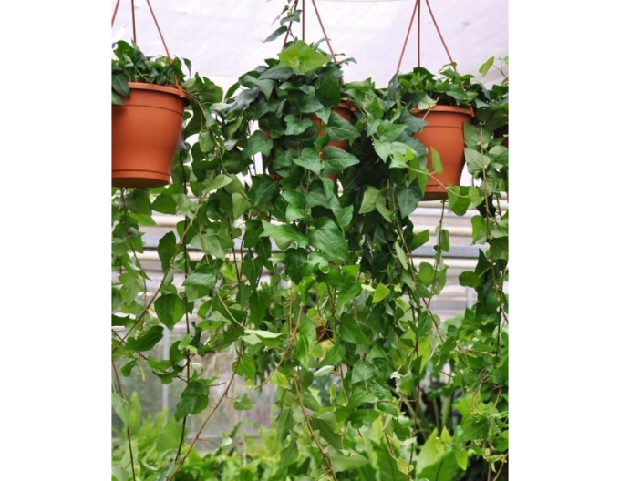 Iederă-tărătoare "Mein Hertz