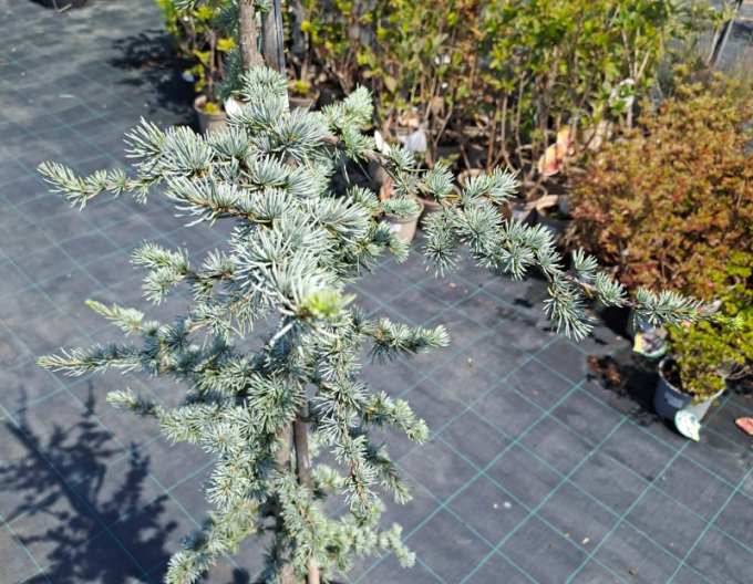 Cedru de Liban "Atlantica La Fontaine