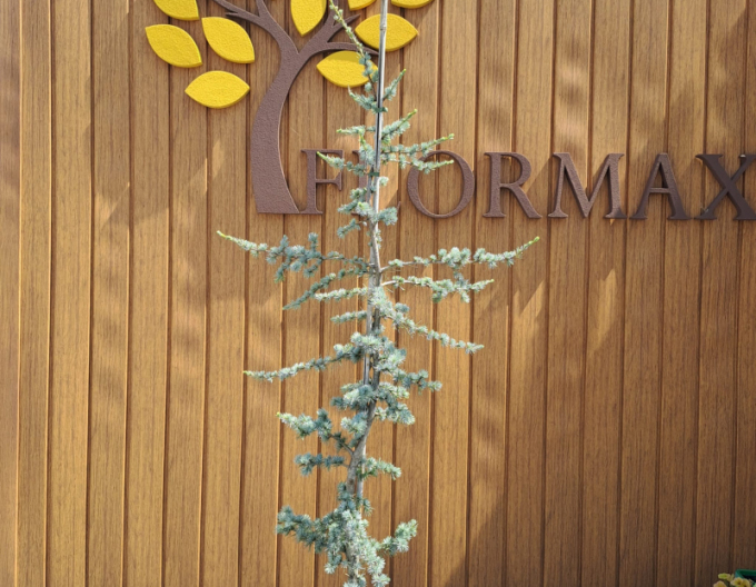 Cedru de Liban "Atlantica La Fontaine