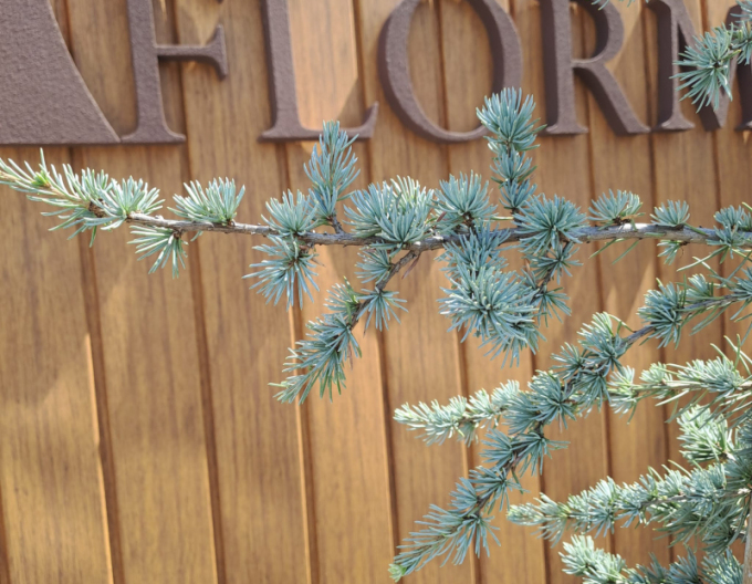 Cedru de Liban "Atlantica La Fontaine