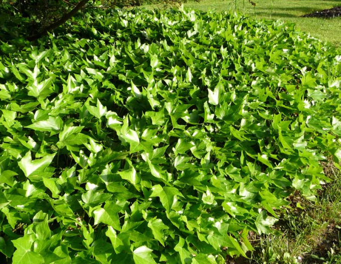 Iedera-cățărătoare Green Ripple