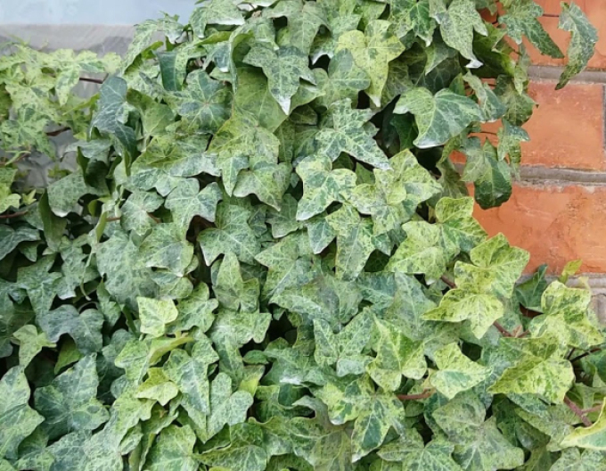 Iederă cățărătoare ´Marmorata´