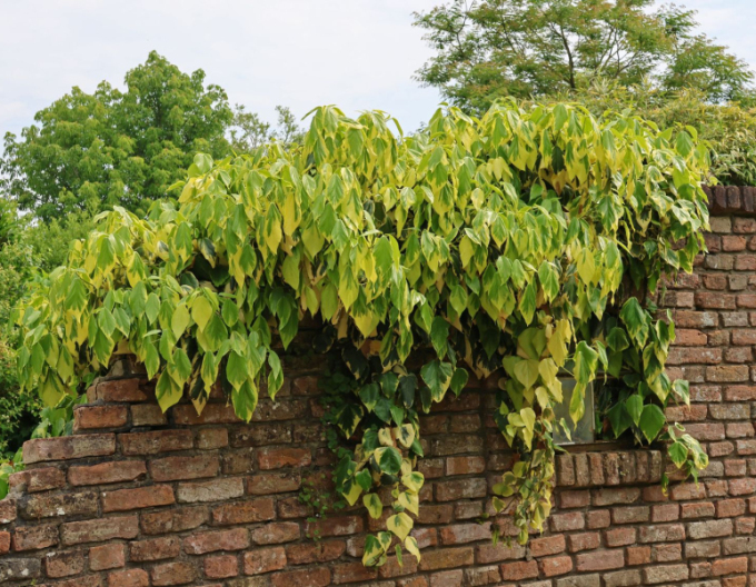 Iederă caucaziană Sulphur Heart
