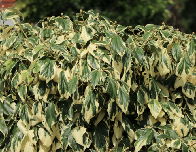 Iedera caucaziană ´Dentata´