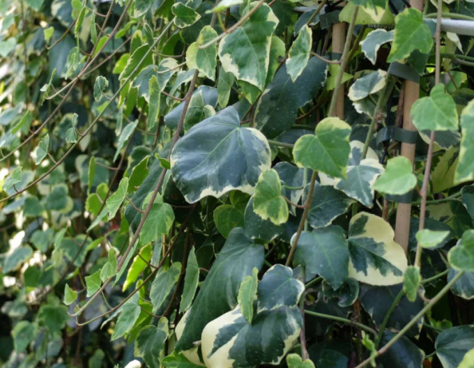 Iedera caucaziană ´Dentata´