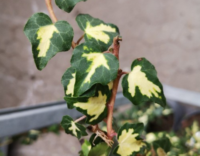 Iedera cățărătoare ´Goldheart´