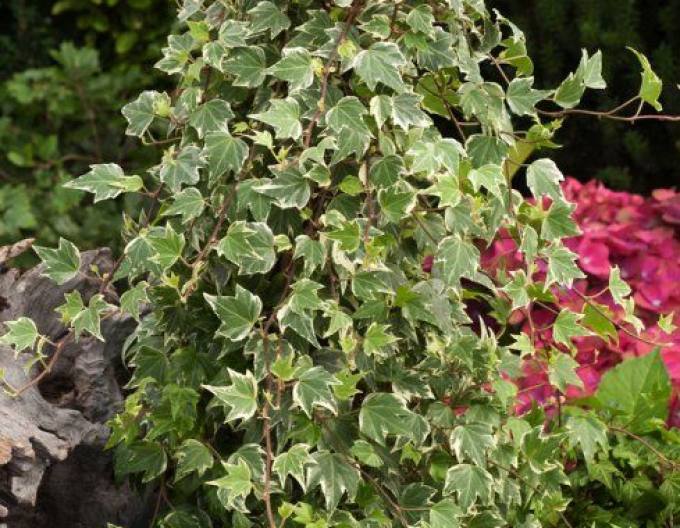 Iedera  White Ripple