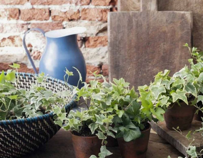 Iedera  White Ripple