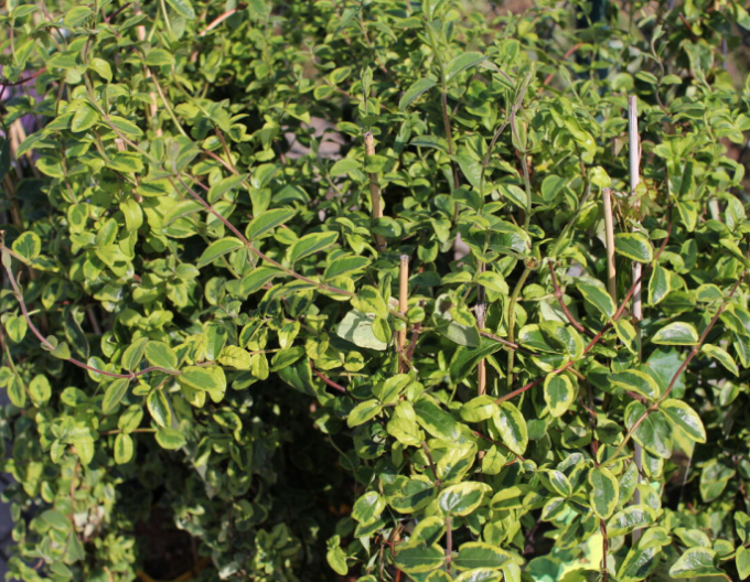 Caprifoi- japonez ´Kogel-Mogel´