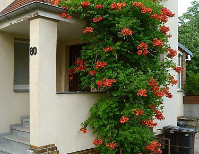 Trompetă ´Madame Galen´