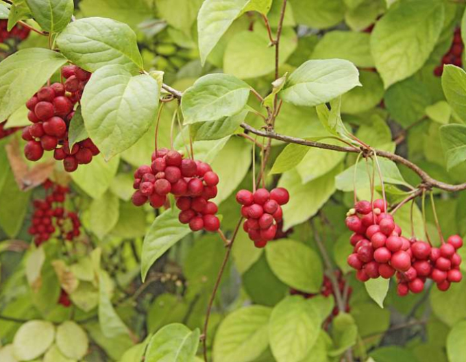 Schizandra chinensis