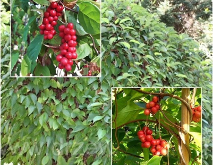Schizandra chinensis