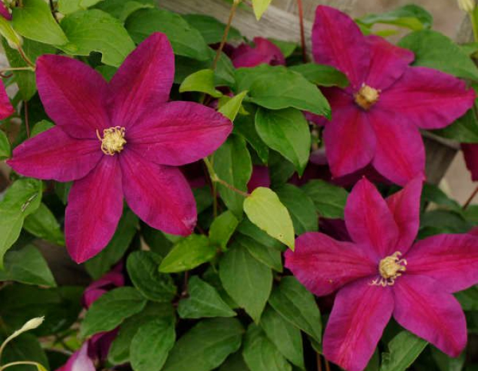 Clematis ´Sunset´