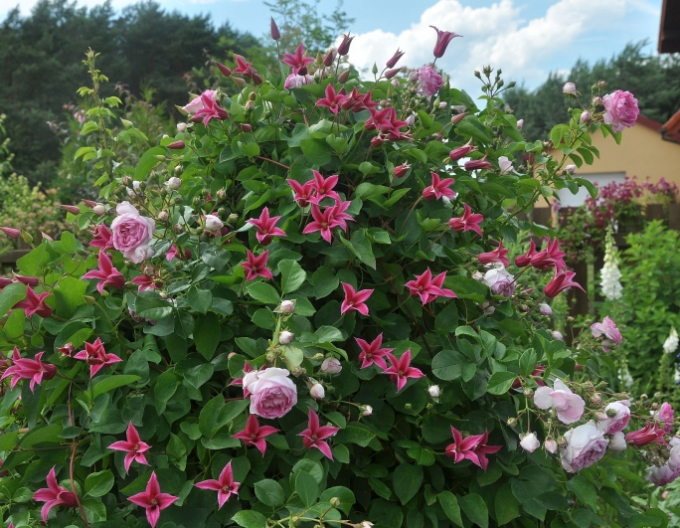 Clematis ´Happy Diana´