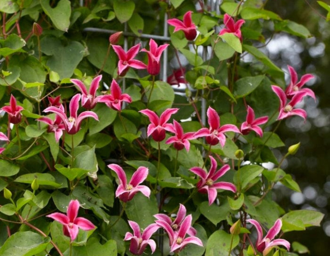 Clematis ´Happy Diana´