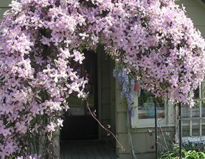 Clematis ´Elizabeth´