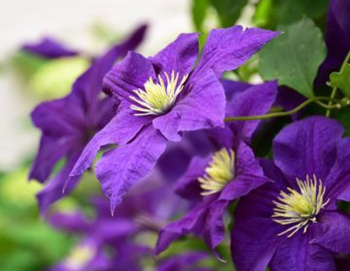 Clematis ´Panther´