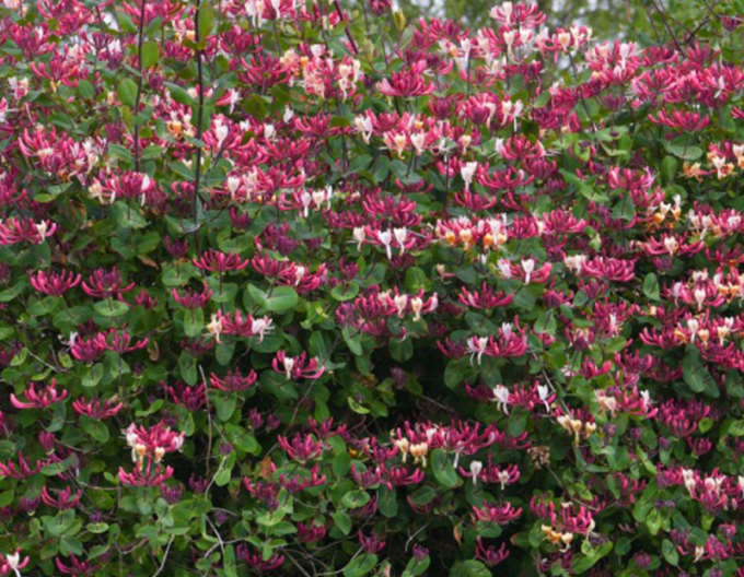 Caprifoi ´Belgica´