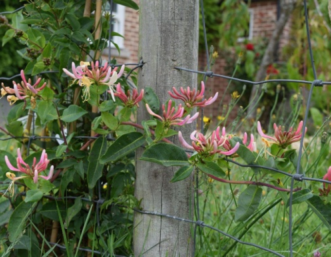 Caprifoi ´Belgica´