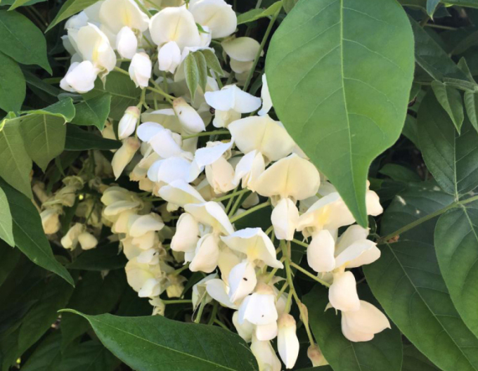 „Glicină„Wisteria noble ´White Silk´