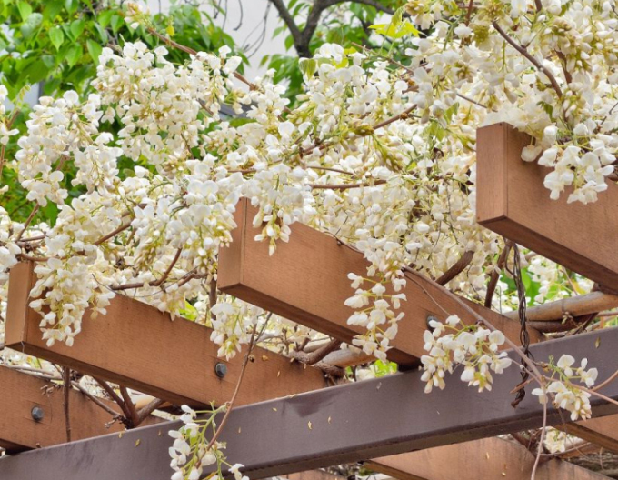 „Glicină„Wisteria noble ´White Silk´