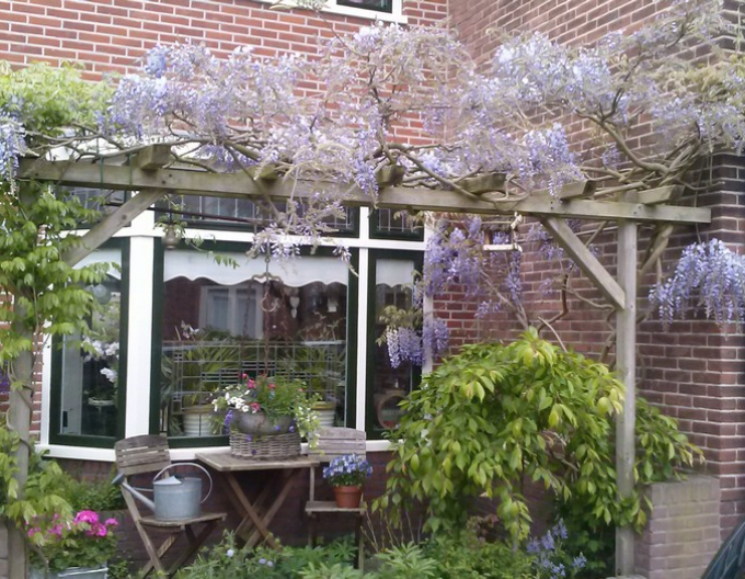 „Glicină„Wisteria înflorită Issai