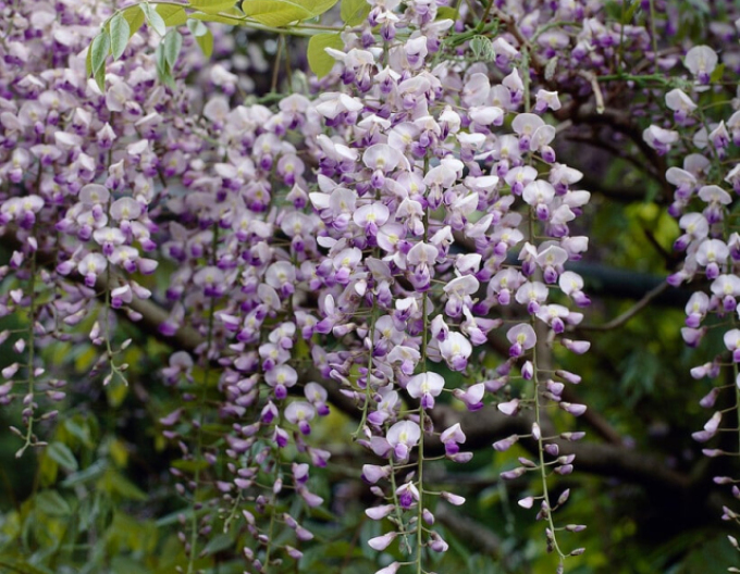 „Glicină„Wisteria înflorită Issai