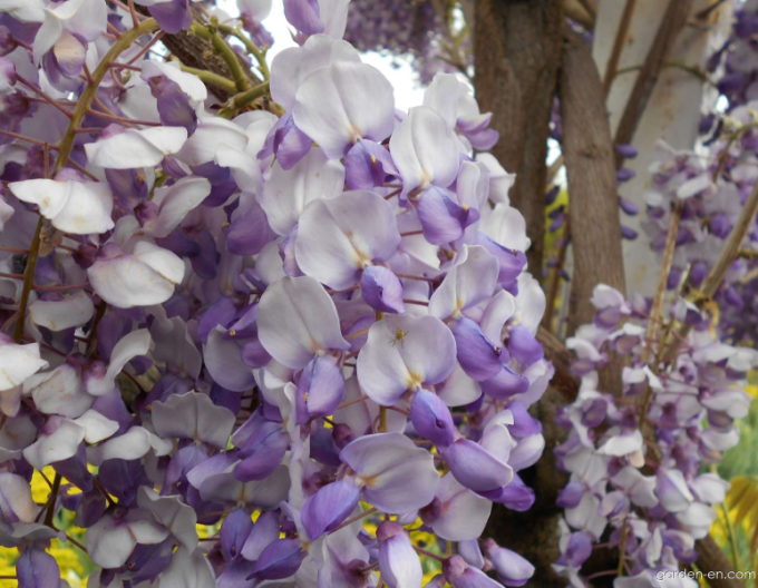 „Glicină„Wisteria chineză Caroline