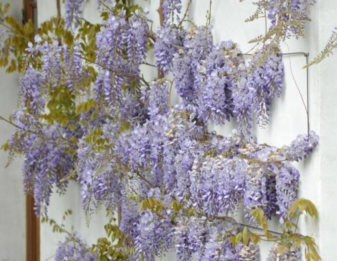 „Glicină„Wisteria chineză Caroline